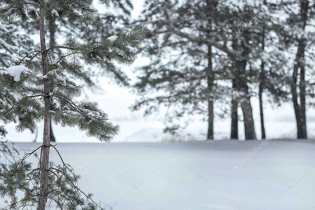 Beautiful snow-covered winter landscape. Paws, pine branches in the snow. Christmas landscape. Selective focus. Blurry background.