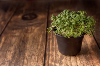 Mikro köy, yeşil taze hardal çimeni, pencere kenarında sebze bahçesi, ahşap arka plan, sağlıklı yiyecek.