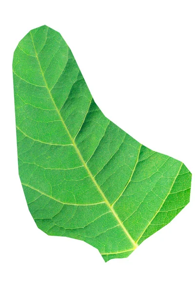 Χάρτης Των Μπαρμπάντος Πράσινο Φύλλο Υφή Λευκό Απομονωμένο Φόντο Οικολογία — Φωτογραφία Αρχείου