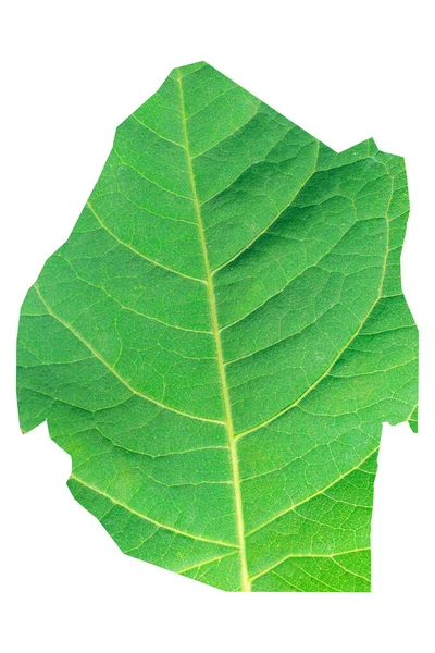 Map Eswatini Green Leaf Texture White Isolated Background Ecology Climate — Stock Photo, Image