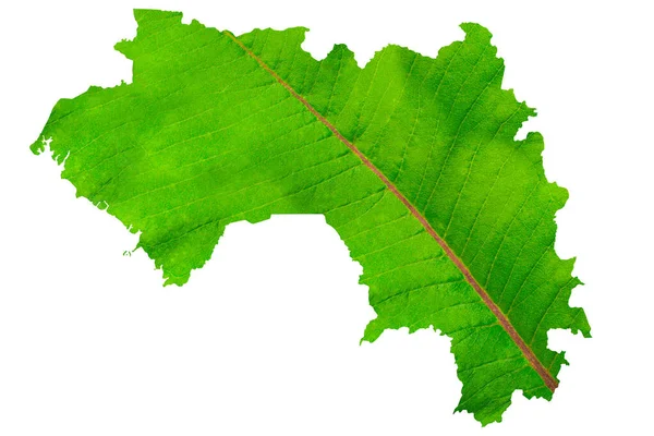 Karte Von Guinea Grüner Blattstruktur Auf Weißem Isoliertem Hintergrund Ökologie — Stockfoto