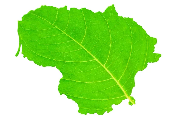 Map Lithuania Green Leaf Texture White Isolated Background Ecology Climate — Stock Photo, Image