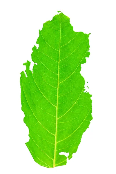 Map Qatar Green Leaf Texture White Isolated Background Ecology Climate — Stock Photo, Image