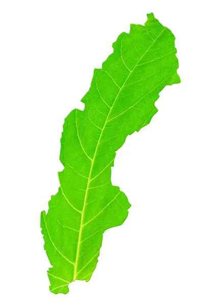 Map Sweden Green Leaf Texture White Isolated Background Ecology Climate — Stock Photo, Image