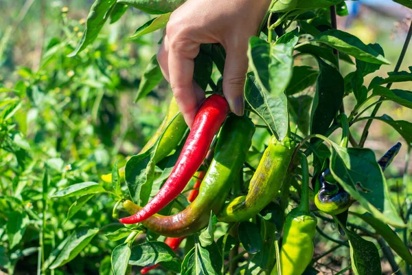 Red and green chili peppers grow on the plant. Ripening of fruits of hot bitter pepper on a bush