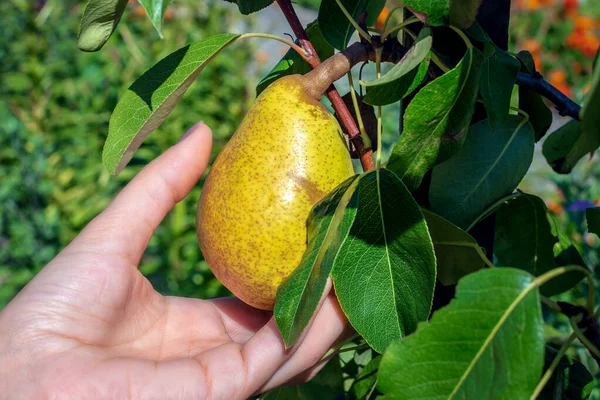 Fresh ripe yellow pear growing on a branch held in her hand by a young woman. Juicy organic pear fruit close-up.