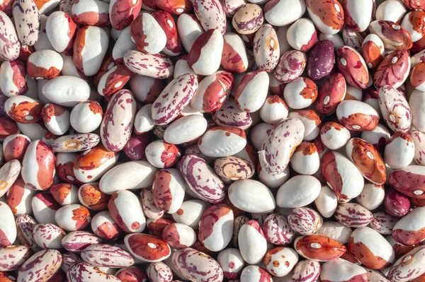 Background Pinto Kidney Beans Lies Heap Dries Protein Food Healthy — Stock Photo, Image
