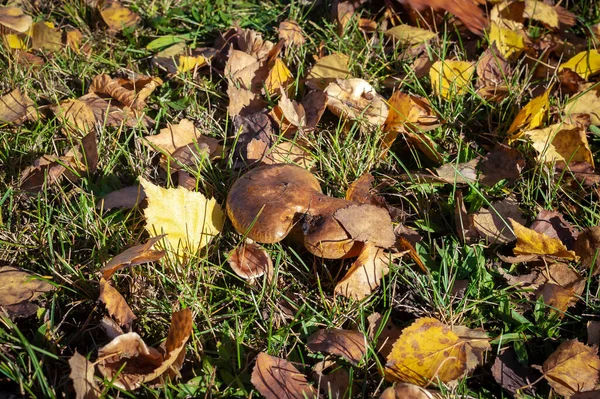 Hermosas Setas Silvestres Crecen Hierba Entre Las Hojas Abedul Otoño — Foto de Stock