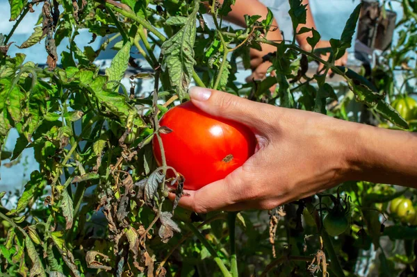 Tangan Wanita Muda Memegang Tomat Merah Segar Yang Dipetik Dari — Stok Foto
