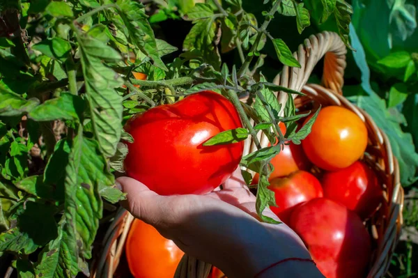 Ansicht Von Oben Tomatenernte Korb Junge Frau Reißt Saftige Tomate — Stockfoto