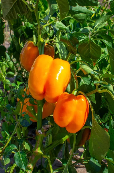 Close Ripening Peppers Organic Pepper Plantation Fresh Red Sweet Bell — стоковое фото