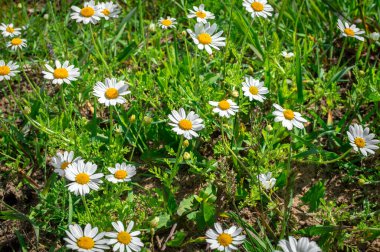 Yazın yeşil bir çayırda bir sürü papatya çiçeği neşe dolu bir manzara. Yakın plan.