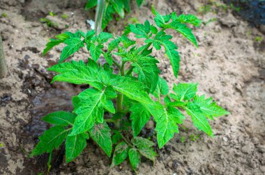 Toprakta sulu, sağlıklı bir domates tohumu yetişiyor. Yakın çekim, seçici odaklanma..
