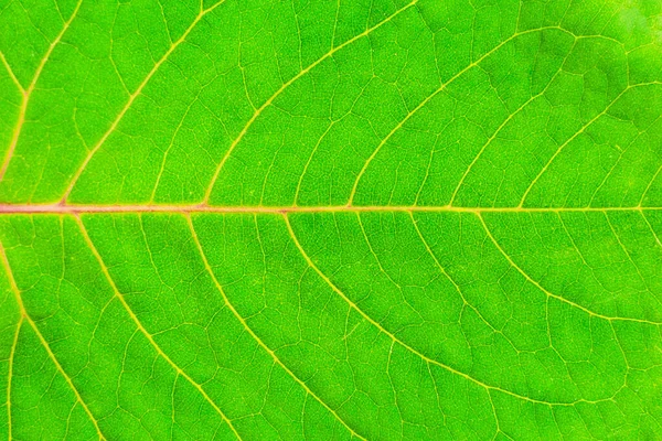 Closeup Bright Green Leaf Texture Lateral Position — Stock Photo, Image