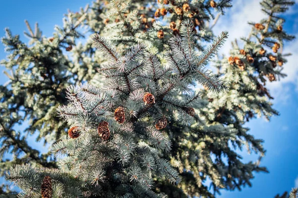 Fir Cones Spruce Blue Sky Selective Focus Focus Front Branches — Stock Photo, Image