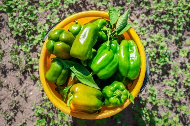 Dolu kase, yeni toplanmış yeşil dolma biberli. Yeşil bir çimenliğin ortasında açık bir kasede biber hasat et. Üst görünüm