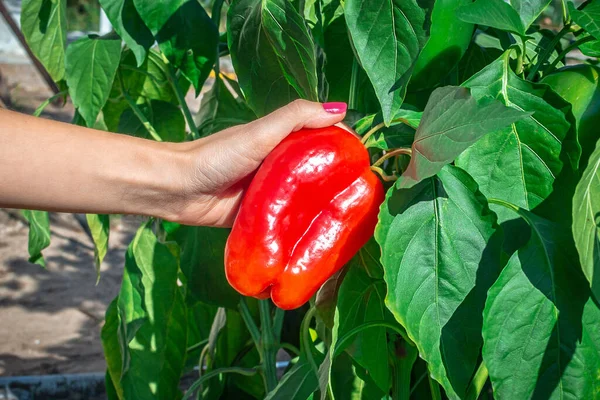 Genç kadınların elleri taze dolmalık biber tutuyor ve çalılardan topluyor. Ağaçtaki kırmızı biber satılmaya ve yenmeye hazır. Organik bahçe. Çiftlikte hasat mevsimi