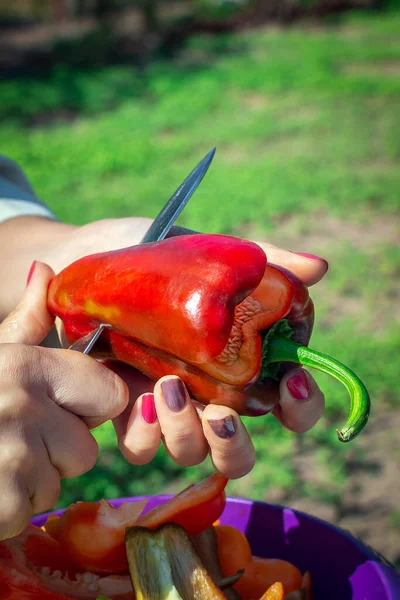 Для вегетарианца. Женские руки держат красный сочный перец и режут его на кусочки. Салат с перцем на открытом воздухе. — стоковое фото