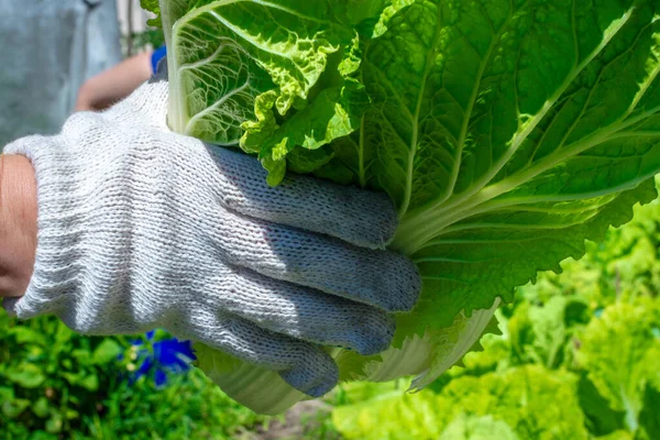 Свежие Сочные Листья Пекинской Капусты Фоне Зелени Женских Руках Молодая — стоковое фото