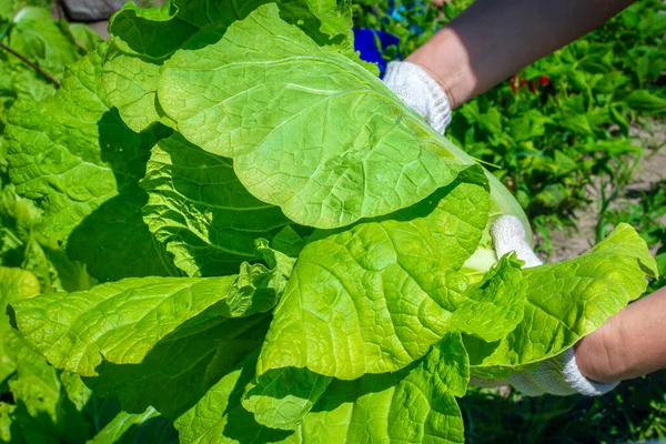 Young woman's hands hold fresh and juicy Chinese cabbage or napa cabbage leaves outdoors on a sunny day. Korean green cabbage vegetables from the field. Harvest of Chinese cabbage — Stock Image Young Woman Hands Hold Fresh Juicy Chinese Cabbage Napa Cabbage Stock Photo