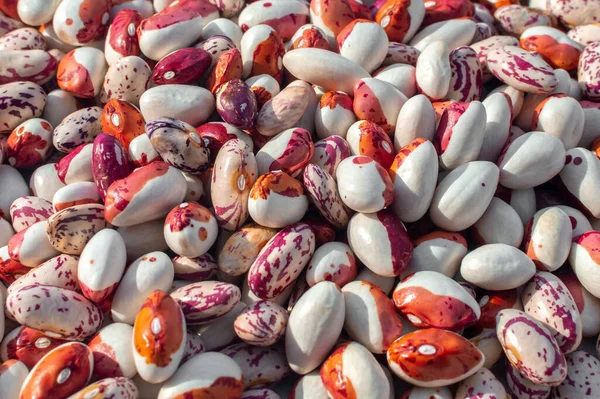 Background Many Grains Dried Beans White Colored Beans Texture Food — Stock Photo, Image