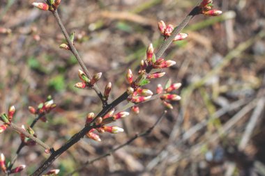 İlkbaharda kabarık tomurcukları olan ormandaki küçük bir çalı dalı. Bahar konsepti, doğayı uyandırmak, yeni yapraklar..