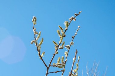 Twigs of blossoming pussy-willow against the blue sky.