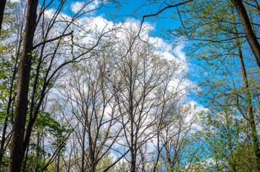 İlkbaharda çiçek açan yaprakları olan bir sürü yaprak döken ağaç. Güneşli bahar ormanı.
