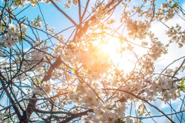 Parlak güneş ışığının parladığı çiçek açan kiraz ağacının güzel dalları. Güneşli bir günde çiçek açan kiraz ağacıyla güzel bir doğa sahnesi. Bahar çiçekleri. Baharda güzel bir meyve bahçesi