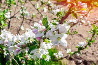 Çiçek açan elma ağacının dalları güneş ışığında yakınlaşır. Bahar doğasının güzel çiçekli görüntüsü. Bahar konsepti.