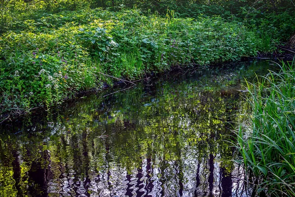 銀行の多くの草を持つ小さな穏やかな川は 反射の多くの木 美しく絵のように美しい森の流れ ソフトフォーカス — ストック写真
