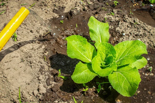 Watering young Chinese cabbage or napa cabbage with a watering can outdoors on a sunny day. In the frame, green vegetables of Korean cabbage and a spout from a watering can. — Stock Image Watering Young Chinese Cabbage Napa Cabbage Watering Can Outdoors Sunny Royalty Free Stock Images