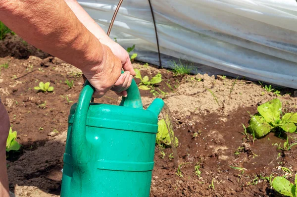 An elderly woman's hand uses a watering can to water a young nappa cabbage growing in a greenhouse. — Stock Image Elderly Woman Hand Uses Watering Can Water Young Nappa Cabbage Stock Photo