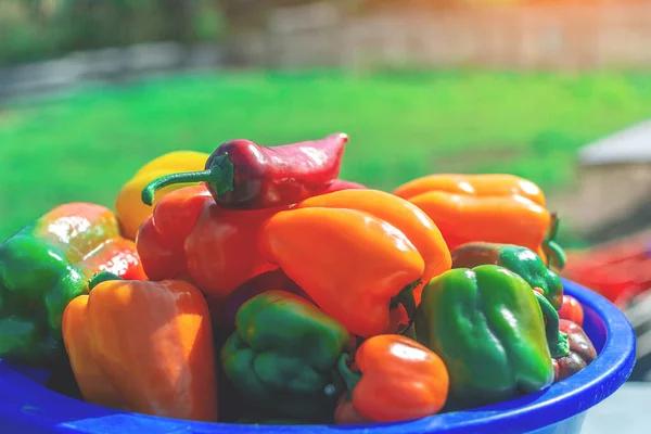 Full Bowl Just Harvested Colorful Green Red Yellow Bell Peppers — стоковое фото