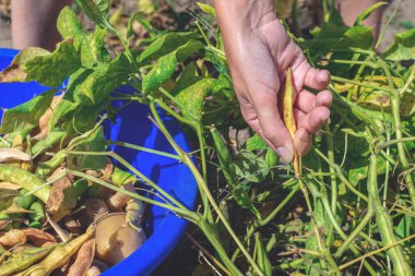 Genç bir kadının elleri kurumuş, olgun fasulyeleri koparır ve mavi bir kaseye koyar. Soya tarlasında çalışan çiftçi. Tarlada çiftçilerin elinde hazır soya tohumları hasat edin..
