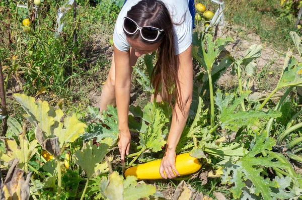 Wanita Muda Kaukasia Dengan Kaos Putih Dan Kacamata Memotong Zucchini — Stok Foto