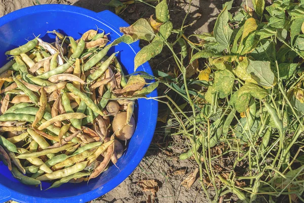 Sebuah Mangkuk Plastik Besar Dengan Sekelompok Kacang Kering Matang Dan — Stok Foto