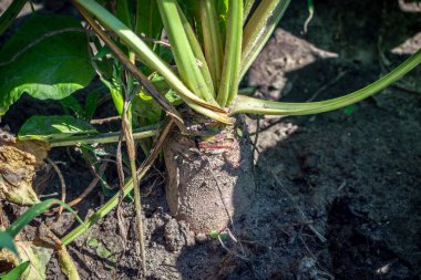 Topraktaki şeker pancarı, yeşil yapraklar ve kahverengi kök, hayvanlar için beslenme, biyolojik tarım, tarım. Büyük pancar kökü.