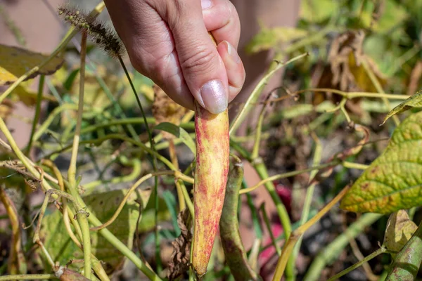 Tangan Wanita Muda Mengambil Pod Kering Matang Dari Kacang Panjang — Stok Foto