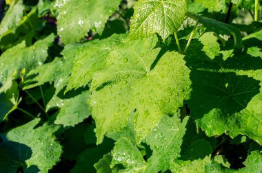 Asma bitkisinin yeşil yapraklarından su damlaları akıyor. Yağmurdan sonra güneş tarafından aydınlatılan nemli üzüm yaprakları. Seçici odak