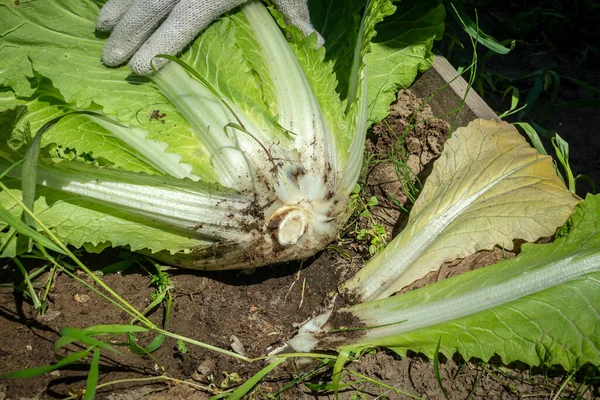 Kepala Baru Dipotong Dari Tanaman Kubis Cina Dengan Daun Yang — Stok Foto