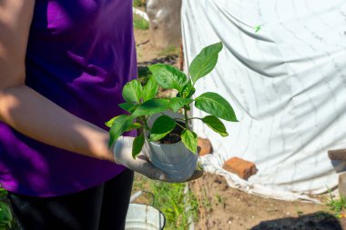Kavanozda dolmalık biber. Bahçeye nakledilmeye hazır taze biber tohumu. Kadın çiftçi elinde bir saksı fidan tutuyor..