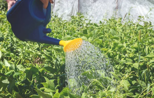 Mengairi tanaman kacang panjang dengan kaleng berair plastik. Menanam sayuran di lahan pribadi — Stok Foto