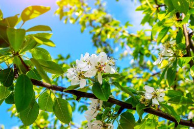 Bahçede armutlar çiçek açar. Bahar çiçekleri ağaçta. Bahar, çiçek, çiçek, armut, armut çiçeği, beyaz çiçek.