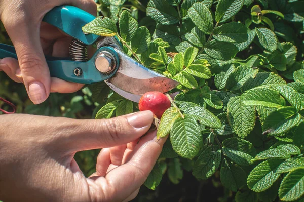 Tangan Seorang Wanita Muda Memegang Gunting Kebun Dipotong Buah Mawar — Stok Foto