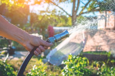 Hortumlu yaşlı bir adamın yeşil bahçesini sulamak. Bahçeyi suluyorum. Seçici odak.