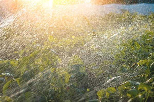 Malam Sprinkling Kebun Tempat Tidur Dengan Tumbuh Hijau Bersinar Tetesan — Stok Foto