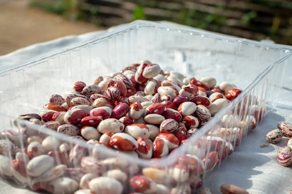 Red White Beans Plastic Tray Drying Storing Colored Beans Home — Stock Photo, Image