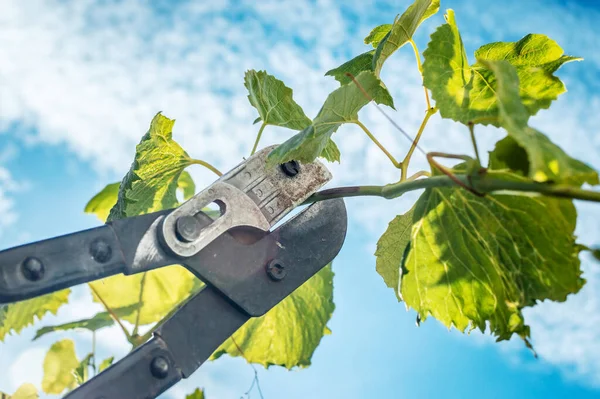 Couper Des Branches Inutiles Contre Ciel Avec Coupe Branches Une Photo De Stock