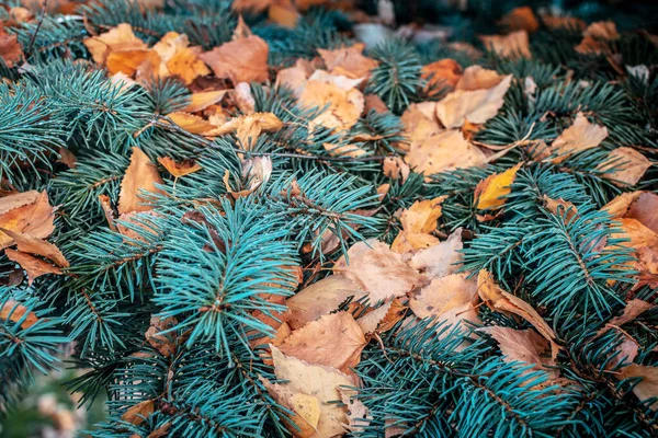 Una rama de un abeto azul está cubierta con hojas amarillas caídas. Fondo otoño octubre. El concepto de la aparición del otoño y la caída de las hojas. Enfoque selectivo — Foto de Stock